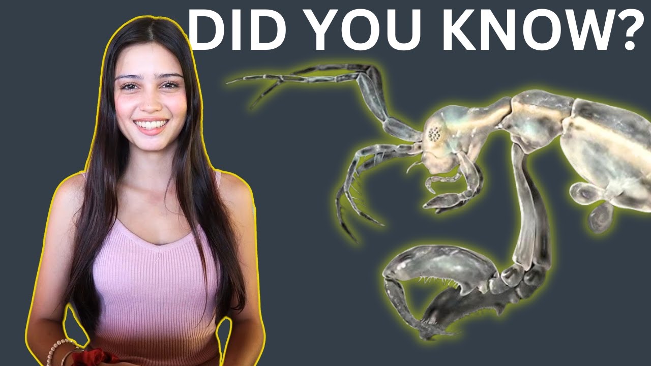 Interesting facts about skeleton shrimp