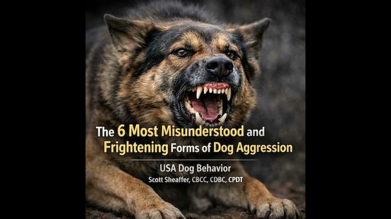 The 6 Most Misunderstood and Frightening Forms of Dog Aggression
