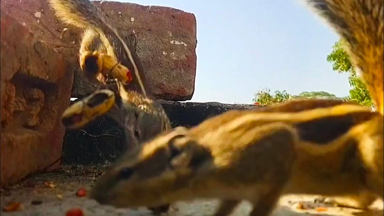 गिलहरी ने सभी गीलहरिया इकट्ठा की