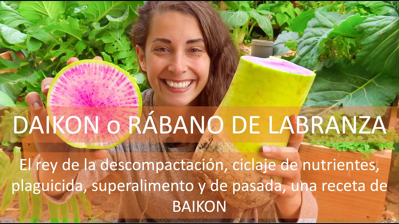 DAIKON o R&Aacute;BANO JAPON&Eacute;S: Cultivo, como hacer Baikon vegano y usos para mejoramiento de suelo