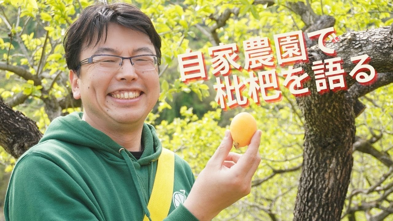 【包丁いらず】枇杷の食べ方教えます。西の茂木枇杷、東の田中枇杷