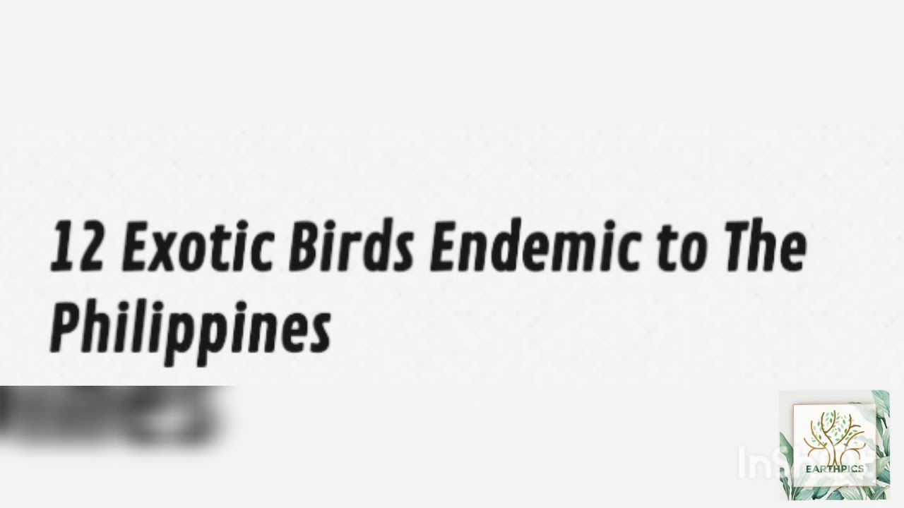Top 12 Exotic birds endemic in the Philippines