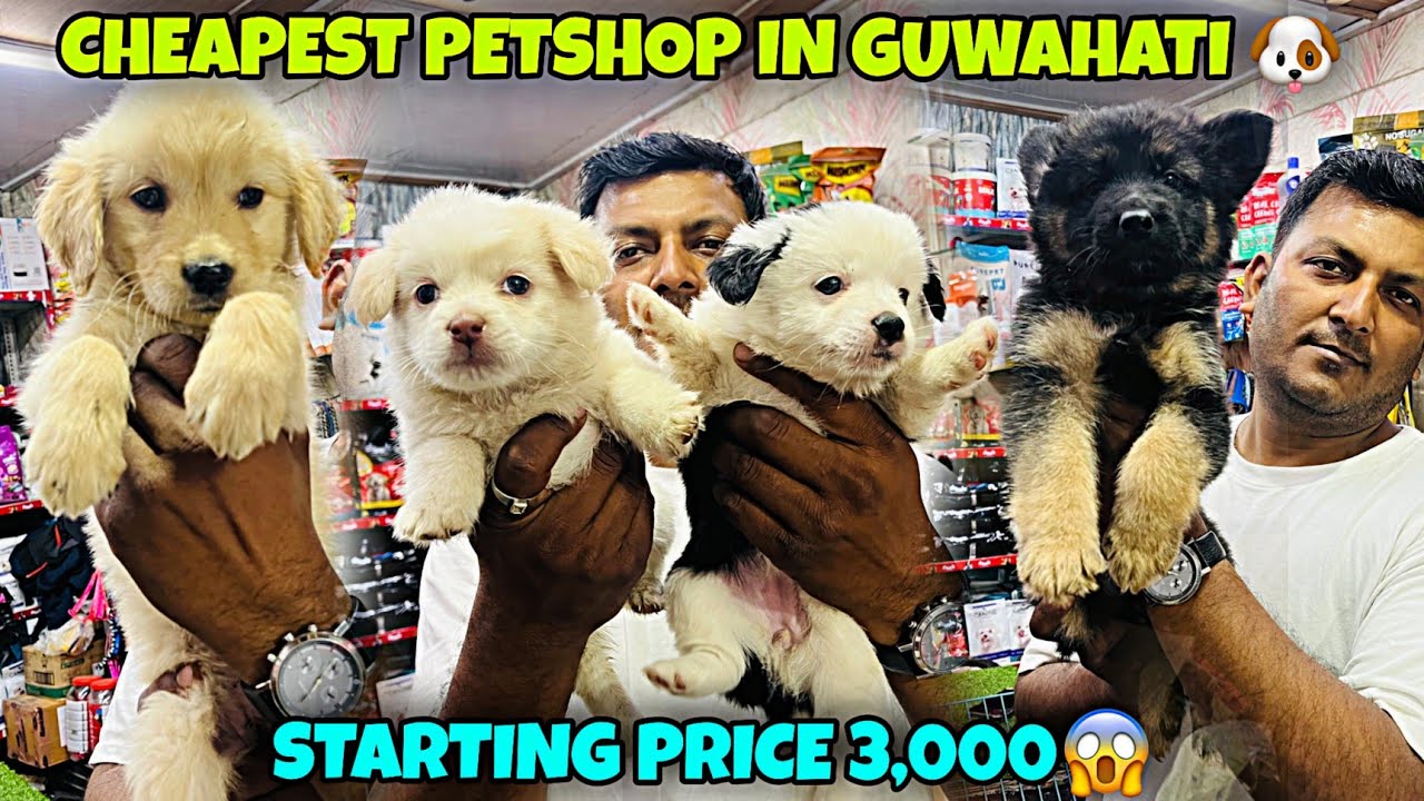 Cheapest Petshop in Guwahati 🐶Starting Price 3,000😱
