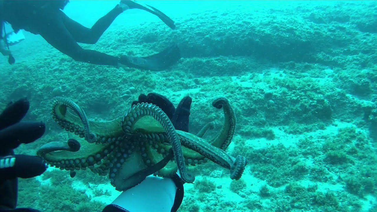 Brač - Bol diving 2014
