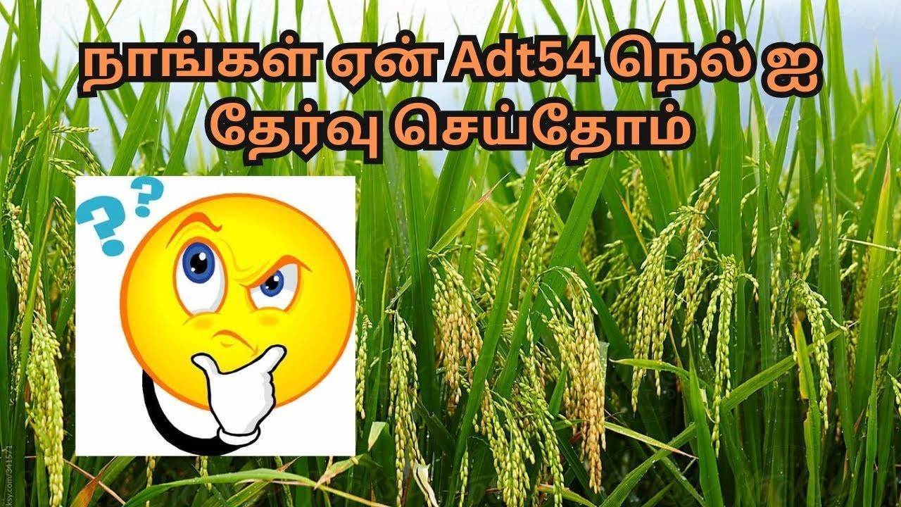ADT 54 PADDY 