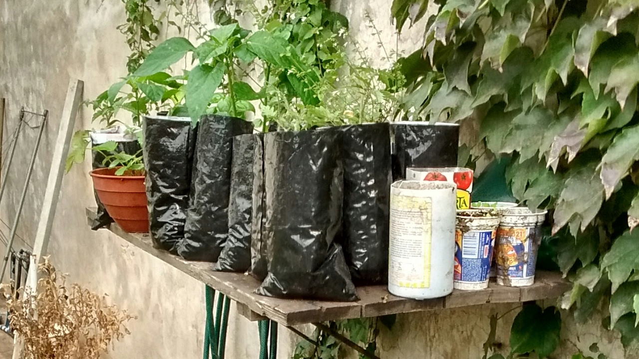 Sachet de leche o yogur, Semillero Maceta, Fácil Gratis y Reciclado, Tomate Cherry 1