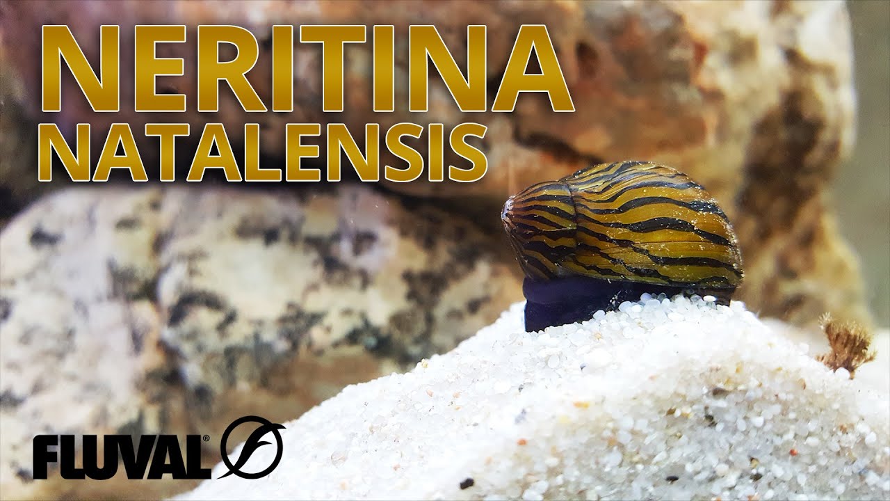 Especie destacada | Neritina Natalensis