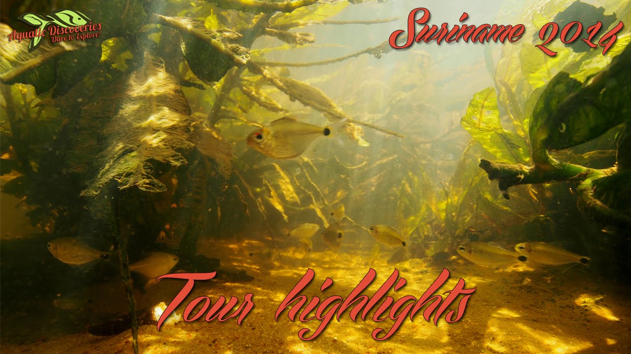 Suriname Highlights 2014