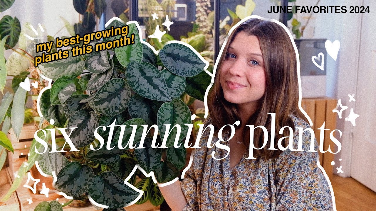HOUSEPLANT FAVORITES | june 2024
