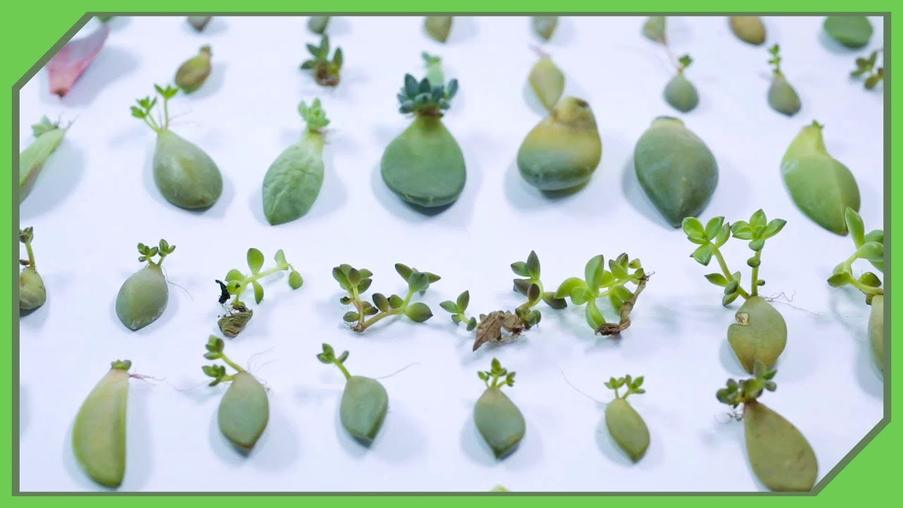 Get FREE Succulents Easy ( Most People Dont Know About This! )