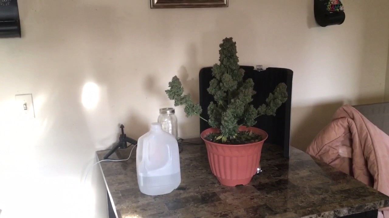 2nd white widow auto flower harvest day week 10