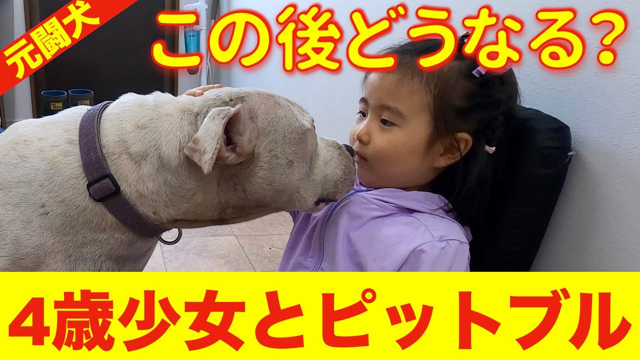 【ピットブルの真実】元闘犬ポチと4歳少女の濃厚接触❗️