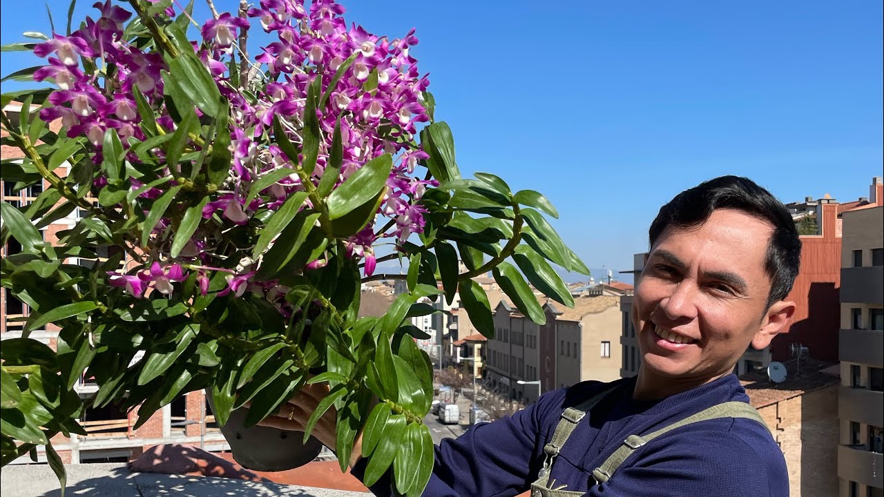 ASI FERTILIZO MIS ORQUIDEAS ( COMO TENER EXITO EN SU CULTIVO)