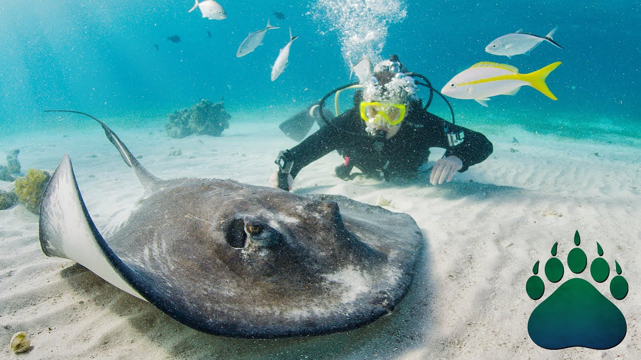 Stingray Encounter: Unmasking the Mysteries of the Ocean Floor