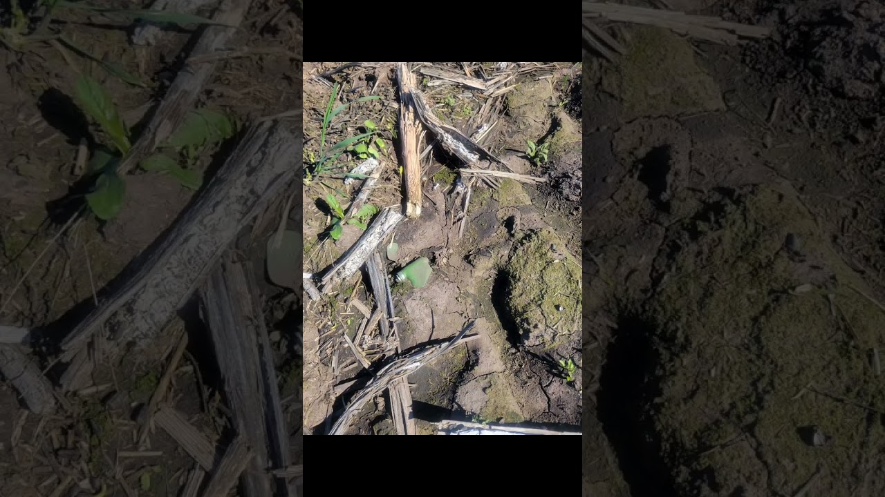 Clearing PFM-1 Anti Personal landmines in Kharkiv Region. #ukraine #kharkiv #ukrainian