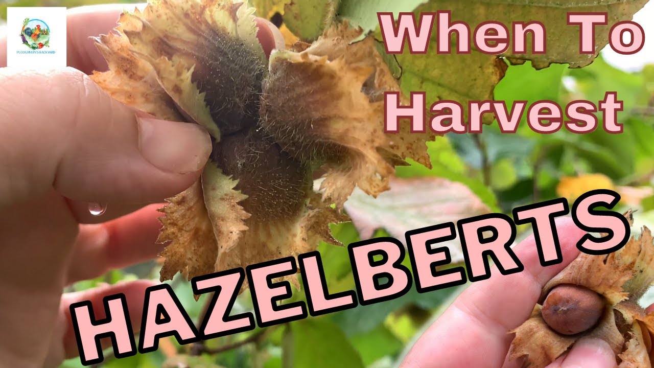 When To Harvest Hazelberts  |  Hazelnuts And Filberts Too