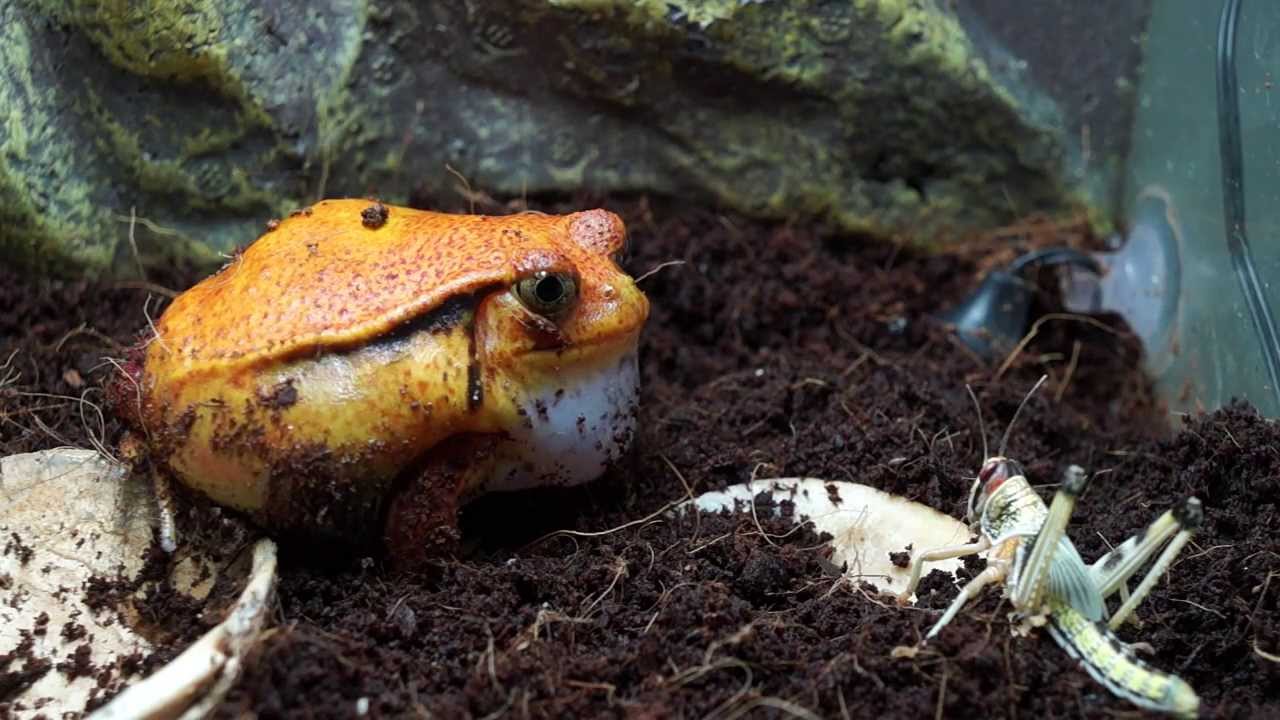 Tomato frog eats grasshopper