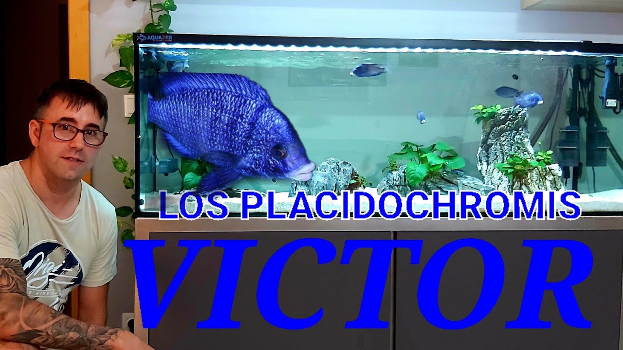 ACUARIO DE CICLIDOS AFRICANOS MALAWI | Placidochromis F1