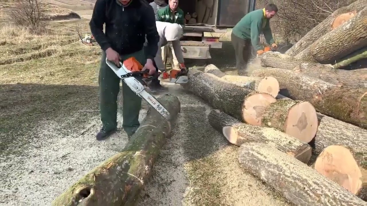 Two Generations of STIHL in Real Forest Work