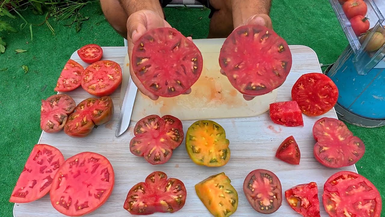 Which Tomato Tastes Best? My Surprising Taste Test!