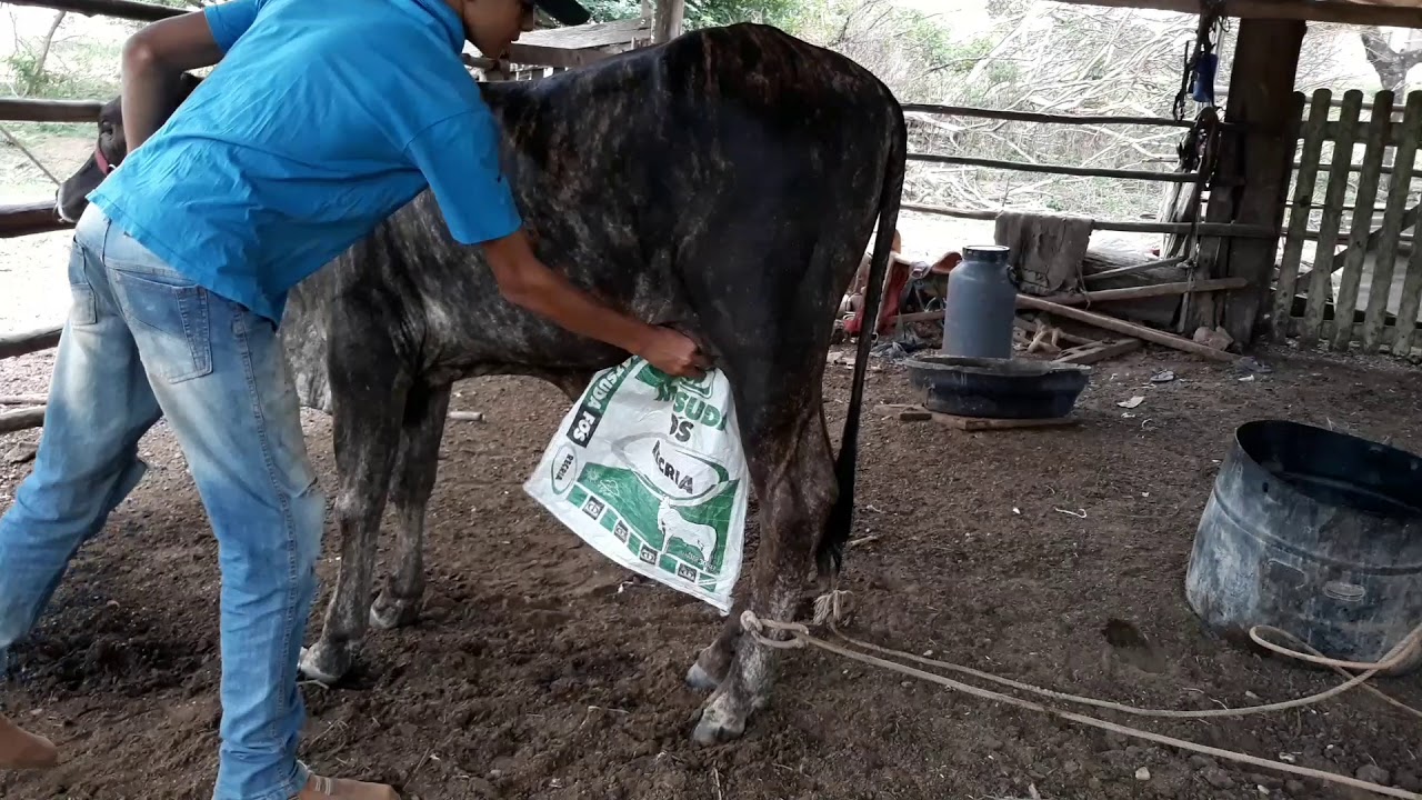 O que fazer no primeiro dia de doma de um boi?🐂