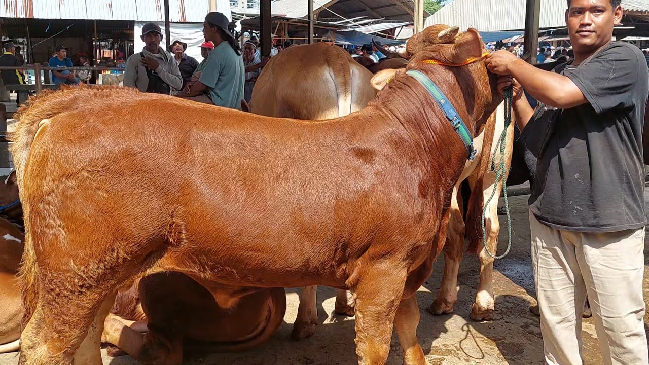 15jt NEGO SAPI BAKALAN NON POEL PASAR PON AMBARAWA 🔥🔥