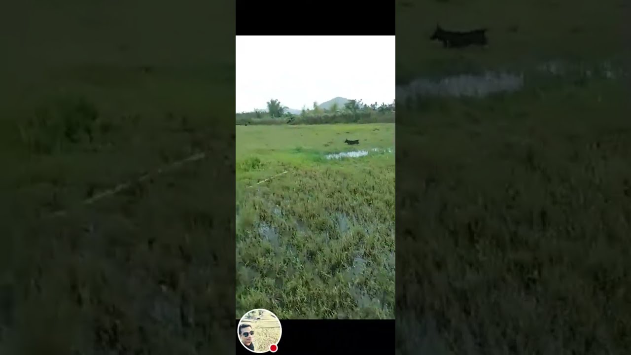 Join me in my Farm Experiences Live Stream!❤️❤️