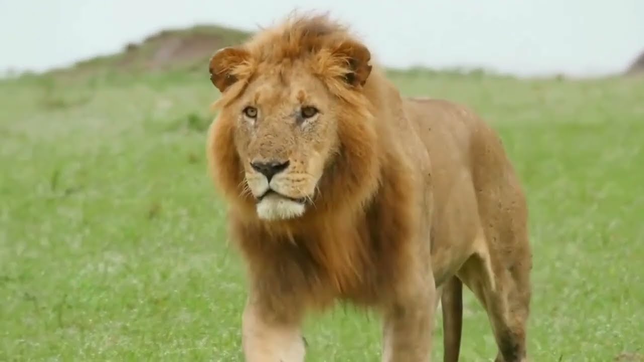 Africa Safari Video & Dance Music – Wildlife, Jeeps, Lions, Elephants