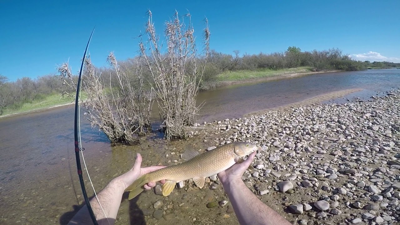 Fly fishing --- Pesca a mosca de barbos con quironomidos (Rio Alberche)