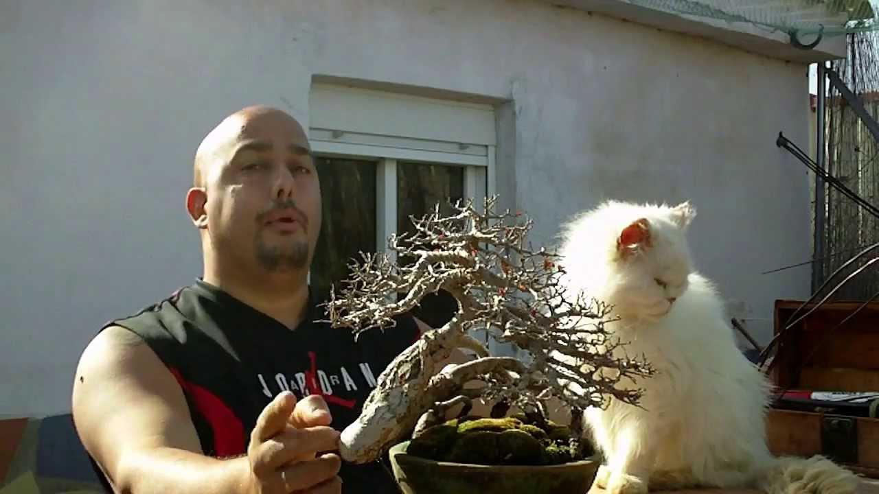 Escuela de Bonsai Online - Torsiones Imposibles
