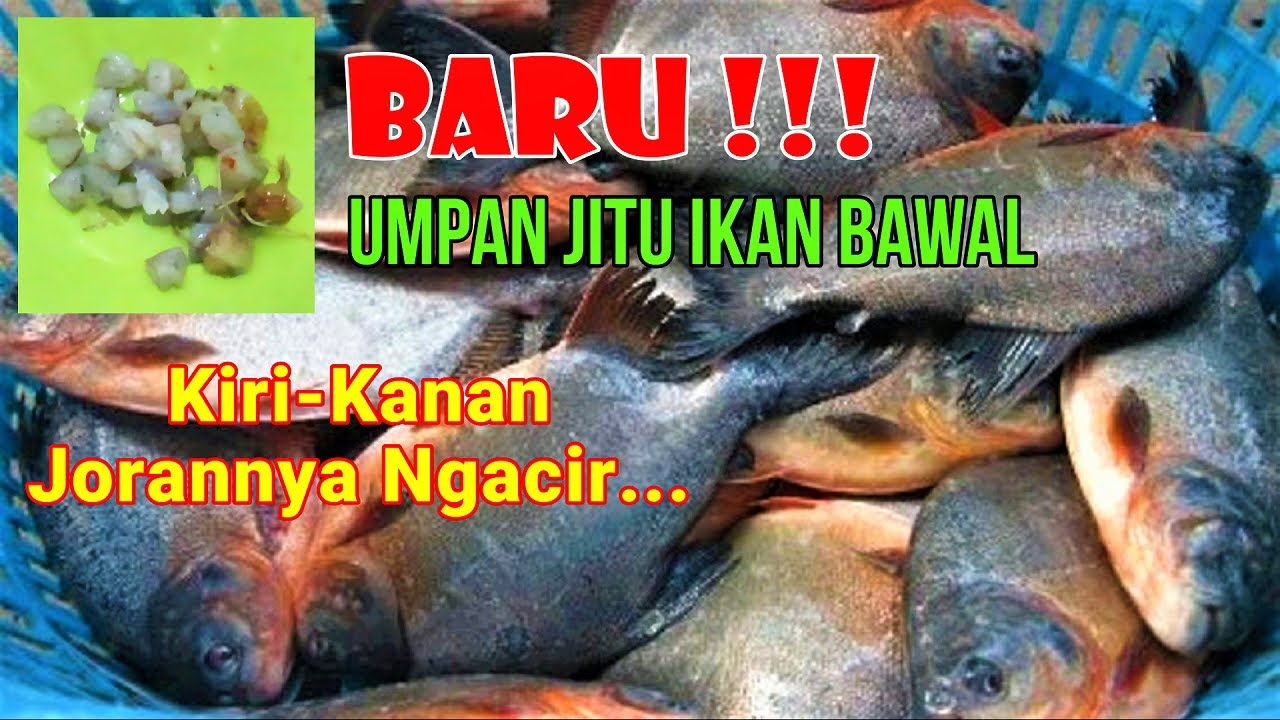 Umpan Jitu Ikan Bawal Terbaru..!!! Paling Brusuut Saat Ini