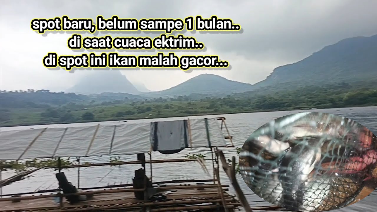 Mancing jatiluhur terbaru//di saat cuaca ektrim di spot ini ikan malah rakus2 kana lukut... 