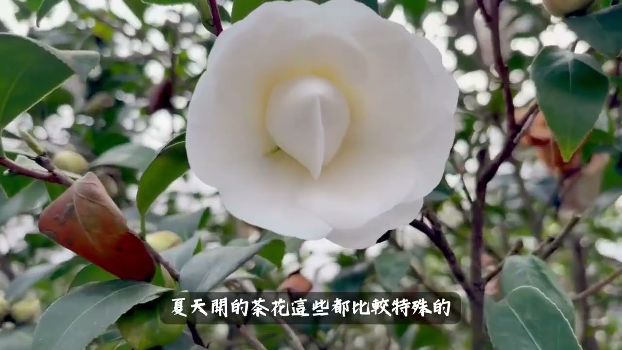 茶花之美