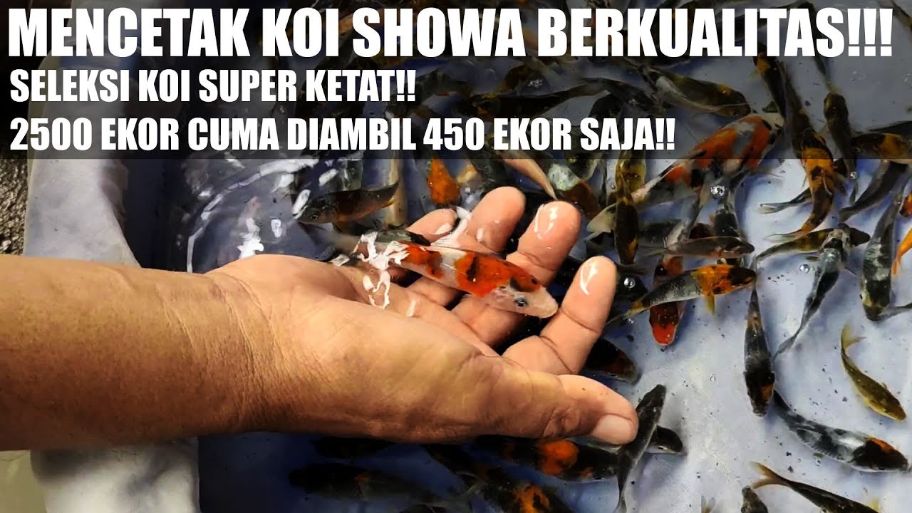 INI BIBIT IKAN KOI SHOWA BERKUALITAS❗ SUPER ISTIMEWA STOCK TERBATAS❗❗