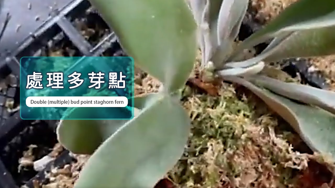 雙(多)芽點鹿角蕨 #platycerium #ビカクシダ #鹿角蕨