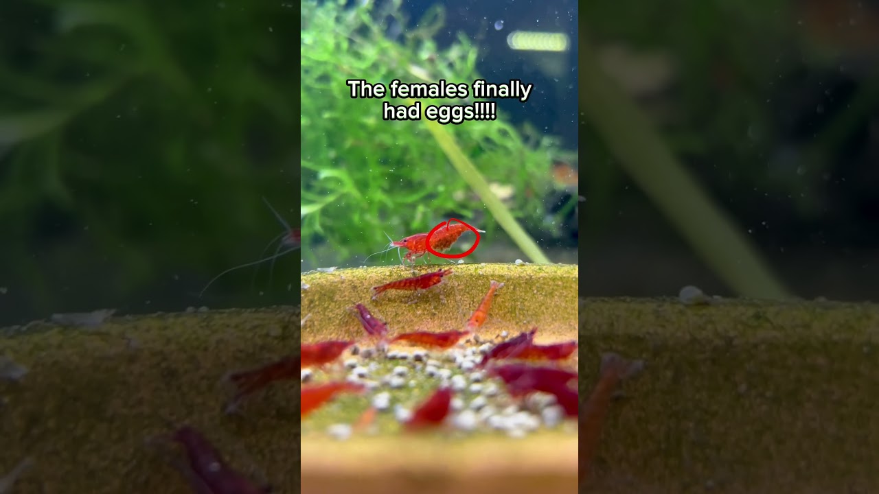 Life cycle of freshwater shrimps (Breeding Neocaridina Shrimp) #freshwatershrimp #shrimpbreeding