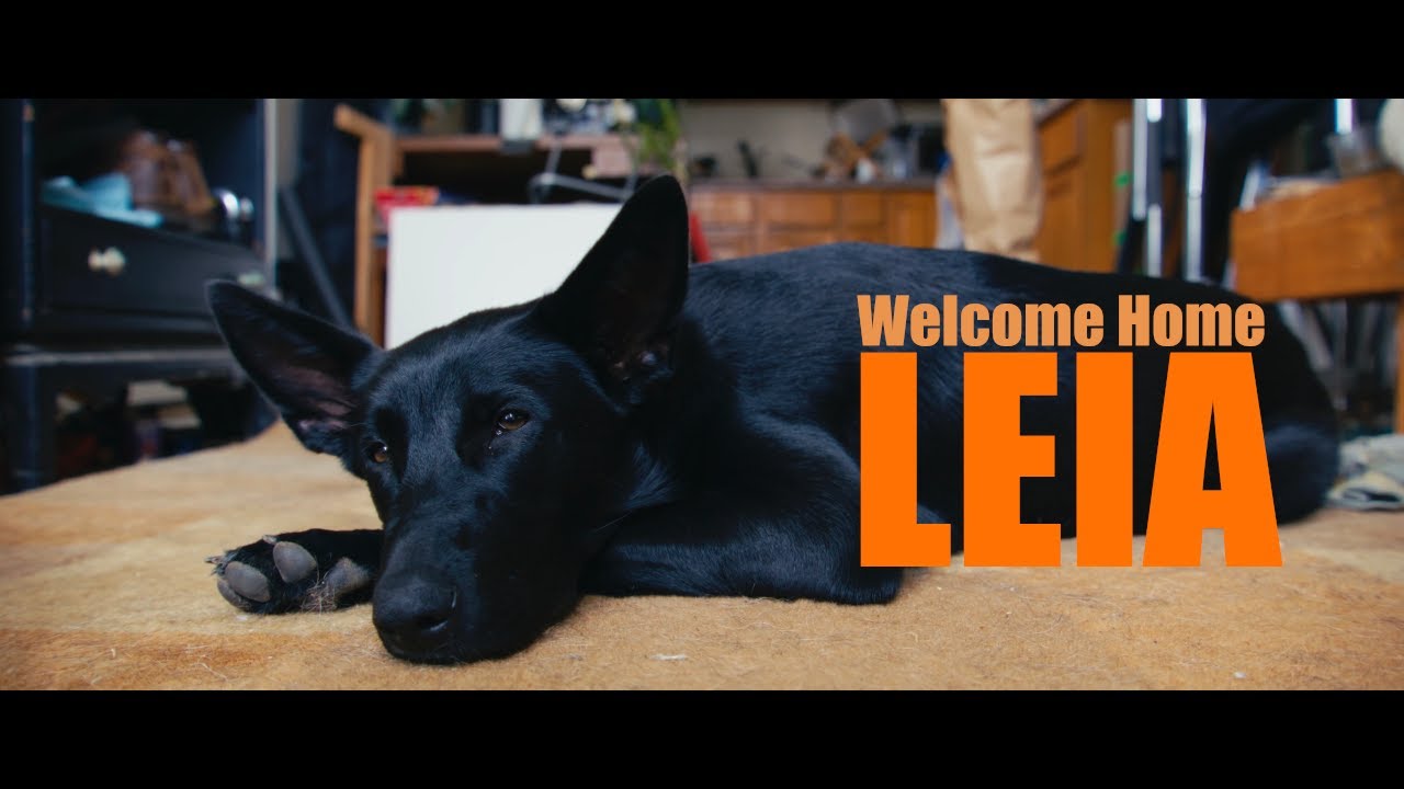 Welcome home, Leia