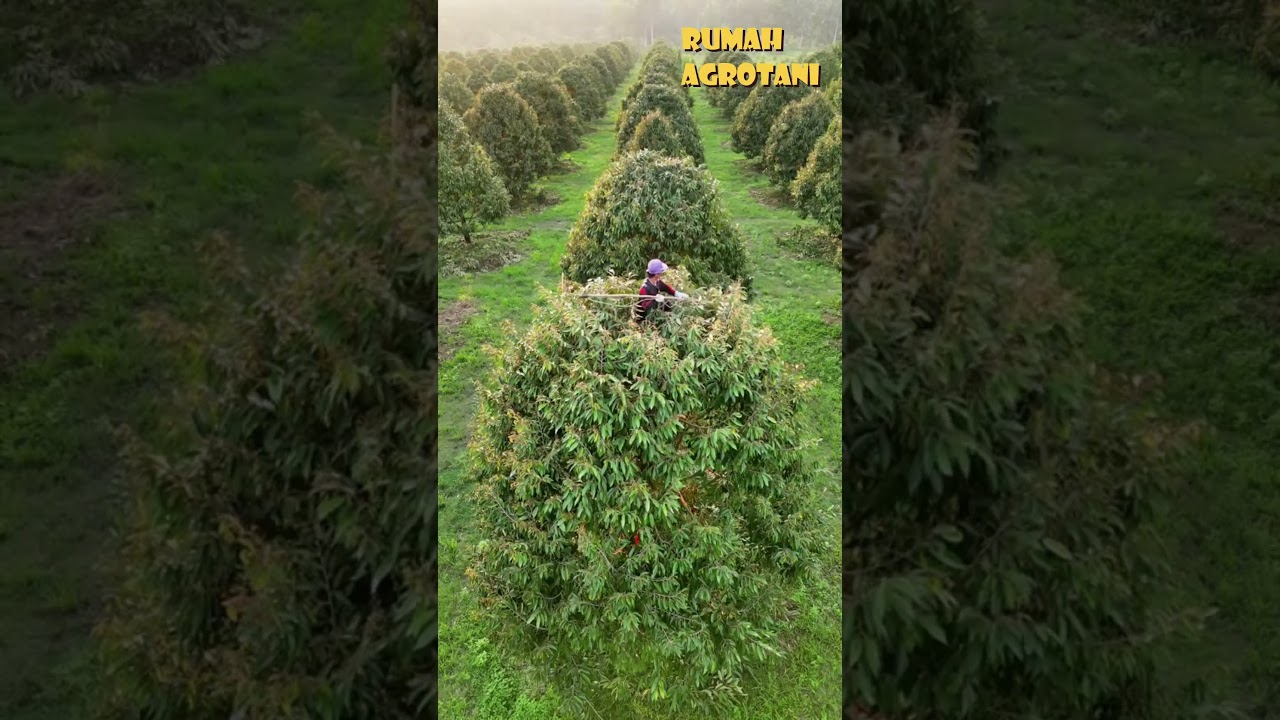 Teknologi Pemangkasan Durian Thailand
