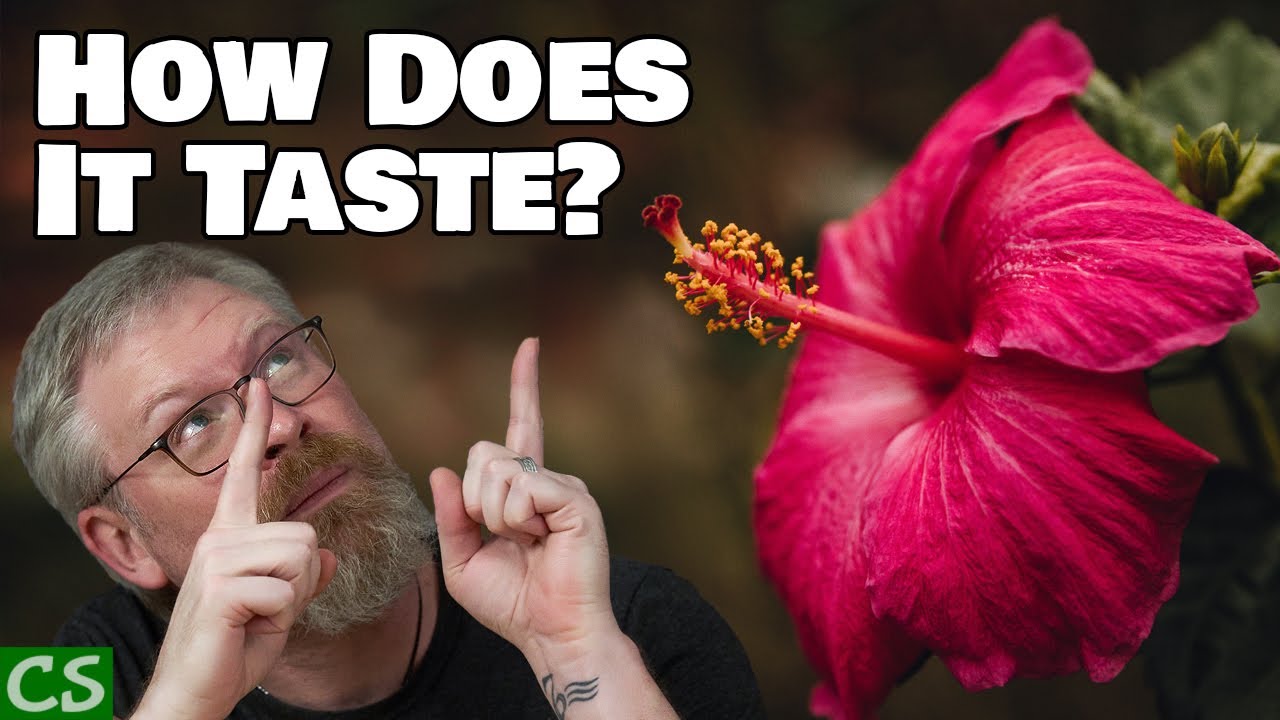 Hibiscus Green Tea Mead Tasting