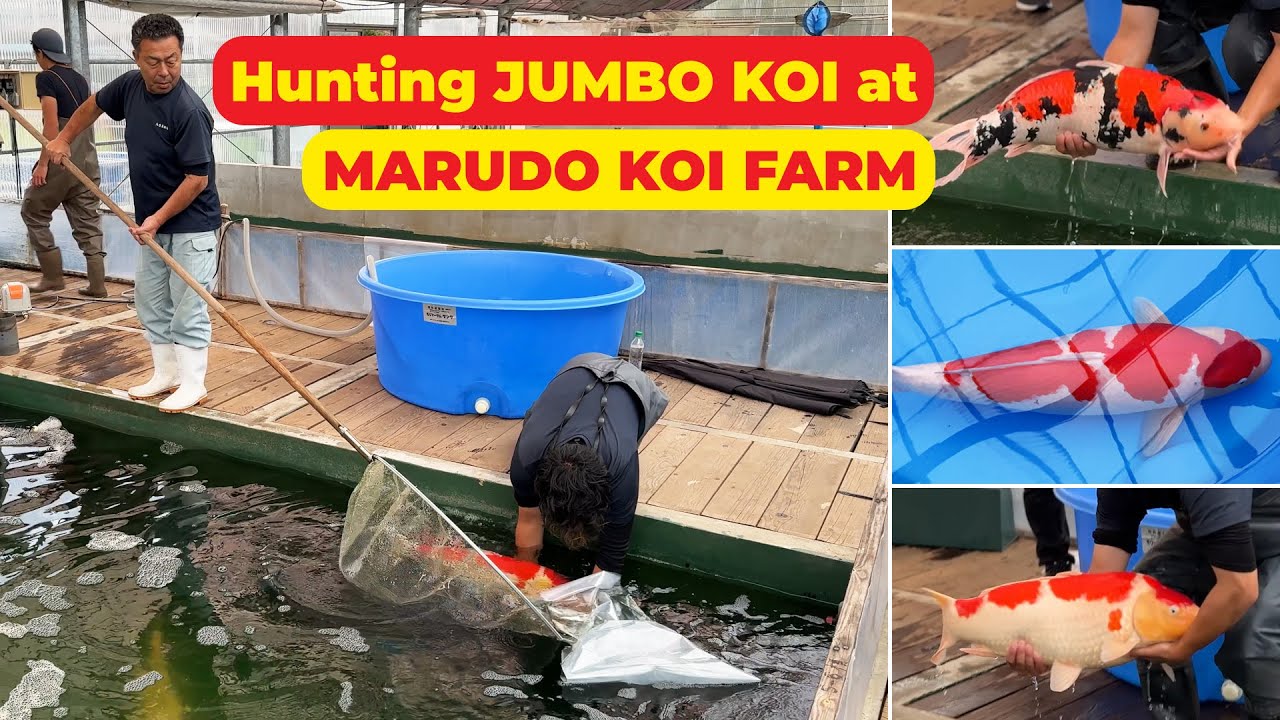 Hunting JUMBO KOI at MARUDO KOI FARM