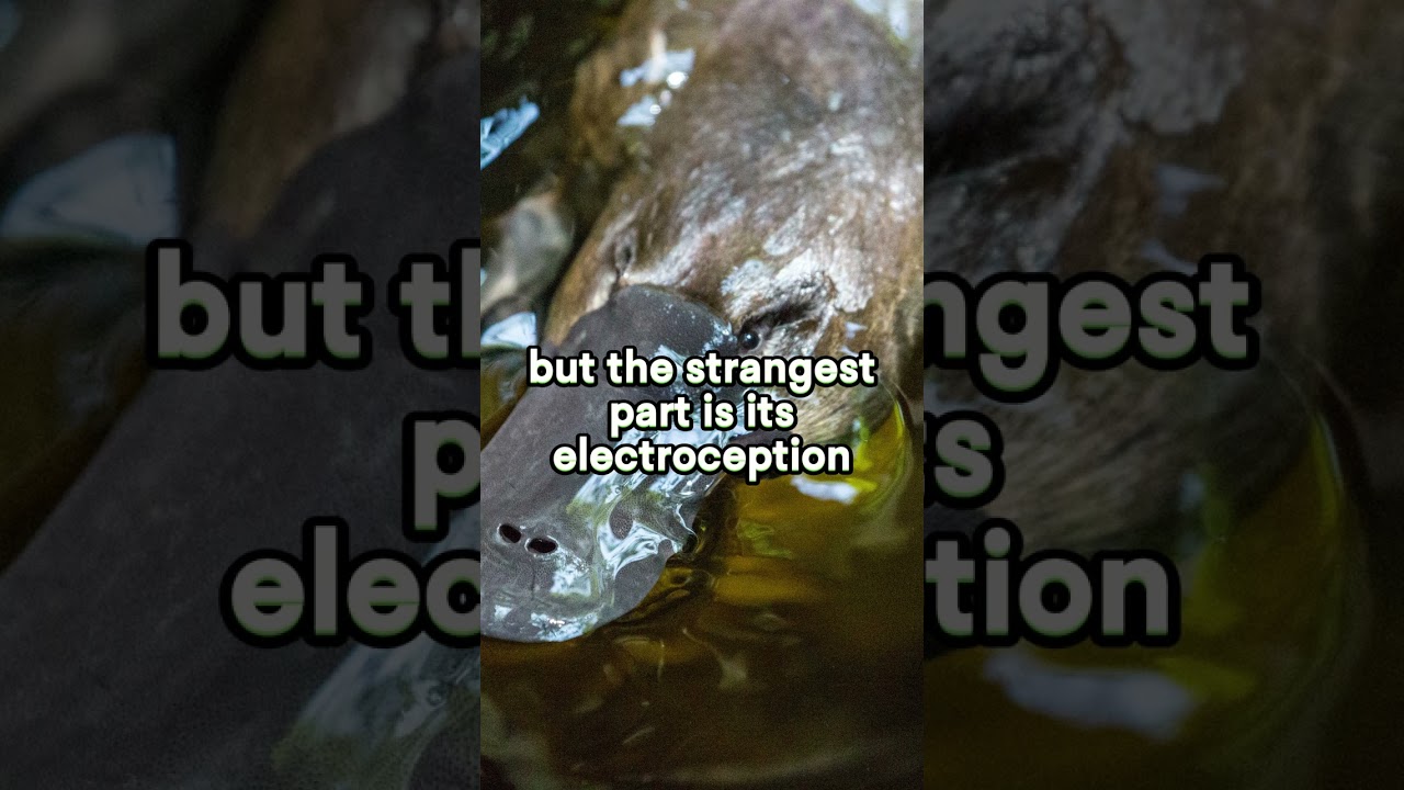 Platypus | Egg-laying, semi-aquatic mammal.