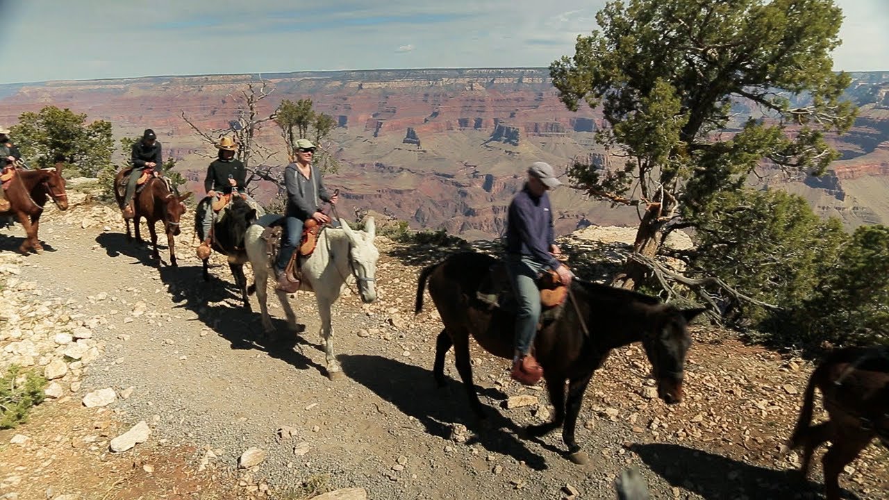 Поездка на мулах в Гранд-Каньон