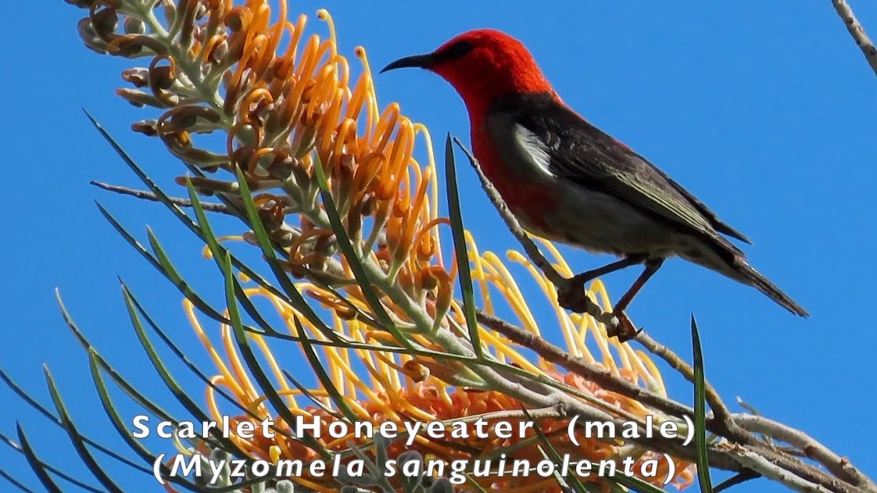 Australian Birds Love Grevillea 'Honey Gem' Flowers