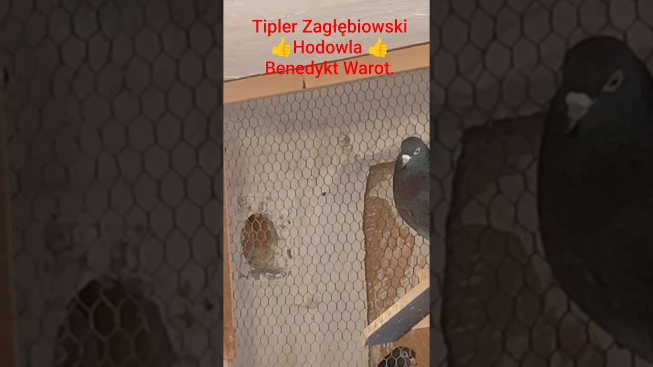 Tipler Zagłębiowski ✅ Początki hodowli w Polsce ❗