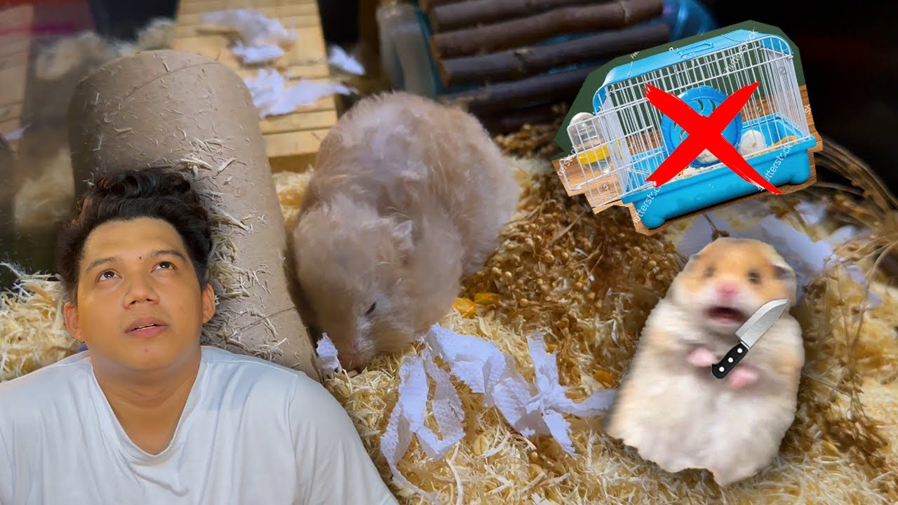 Paano Umabot ng 1 Year Hamster ko