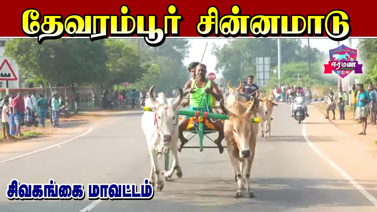 சிவகங்கை மாவட்டம் | தேவரம்பூர் | சின்னமாடு | பந்தயம்