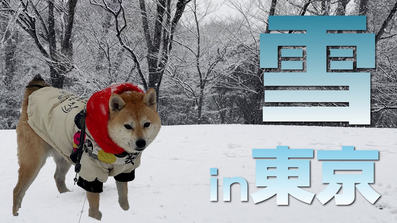 東京に降る突然の雪にテンションが上がる柴犬