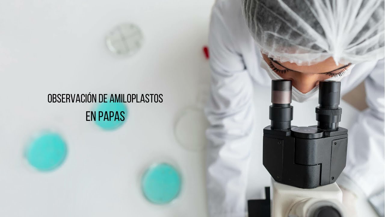 Laboratorio Química-Biología | Observación de amiloplastos en papas |