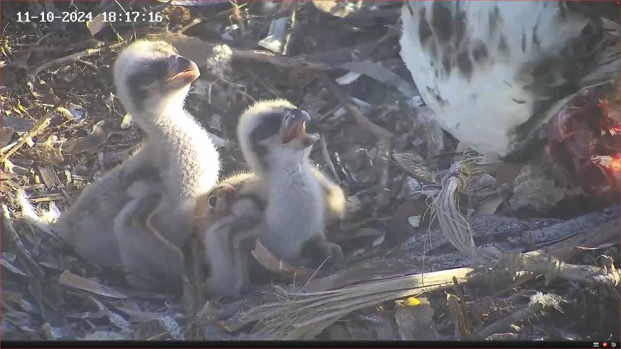 Weekly Summary from Port Lincoln Osprey | 13-10-2024