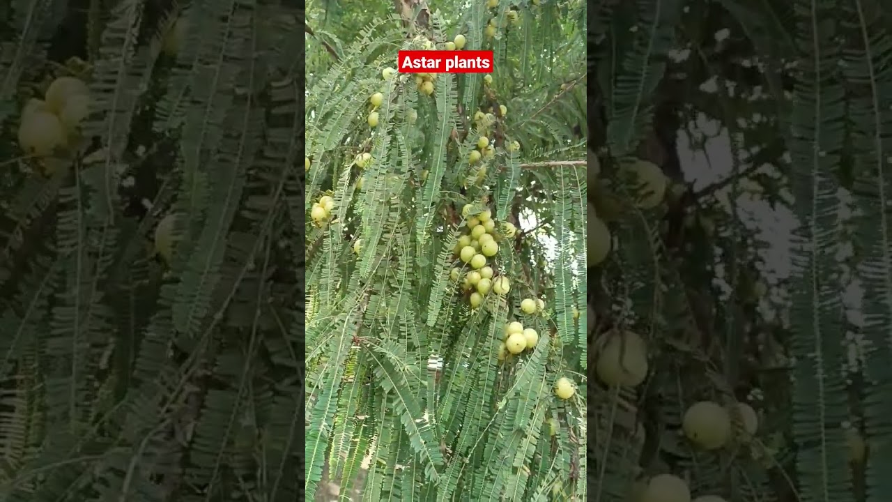 Amla plant with full of fruits🍍🍎🍓🍇 at my farm